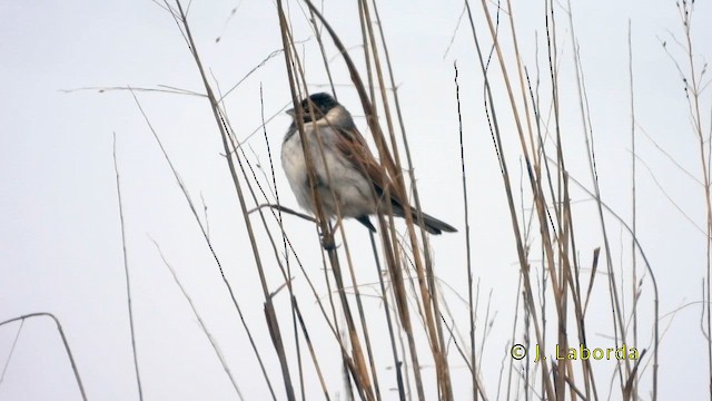 Reed Bunting - ML637189464