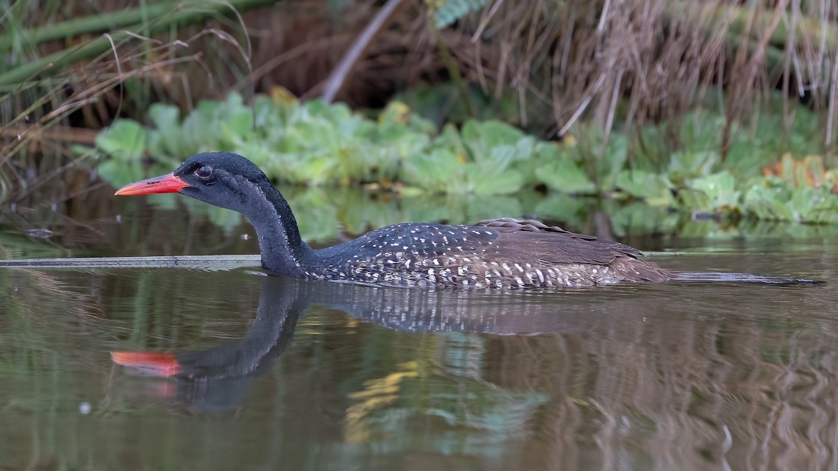 African Finfoot - ML637189681