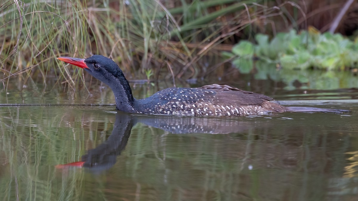 African Finfoot - ML637189683