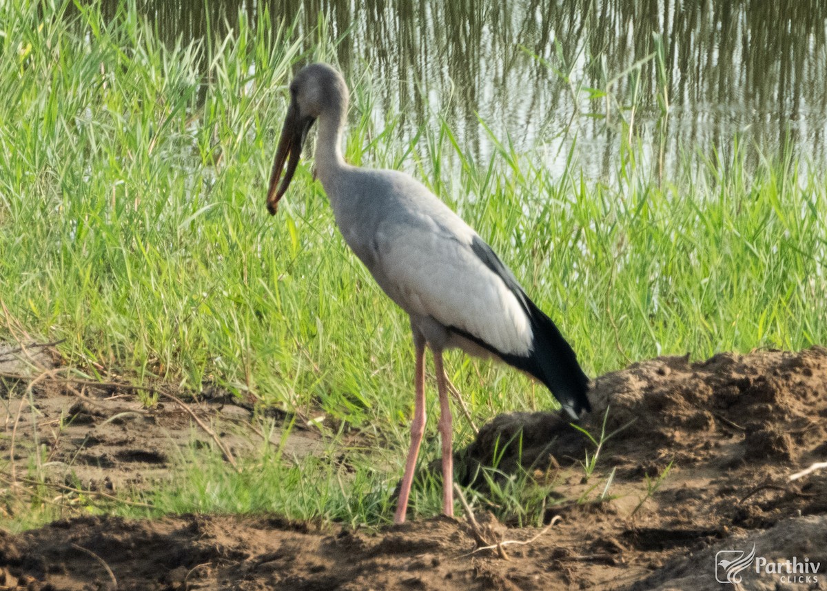 zejozob asijský - ML637189708