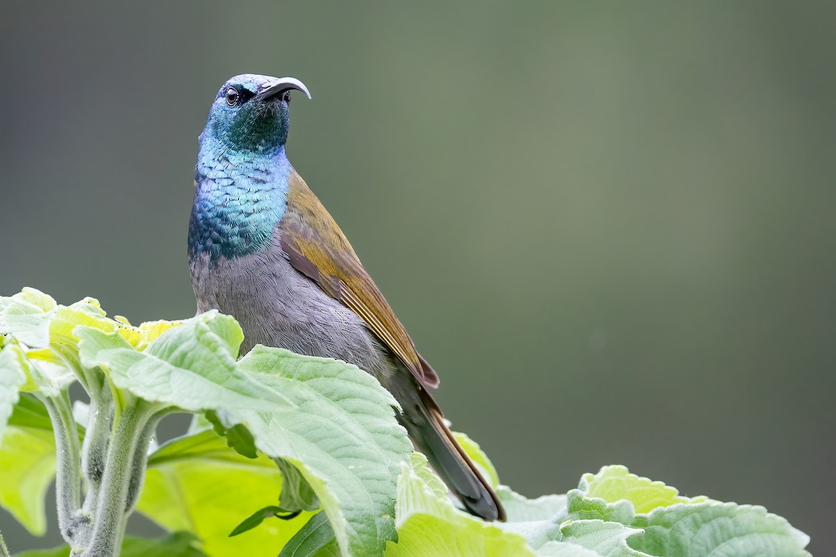 Green-headed Sunbird (Green-headed) - ML637189714