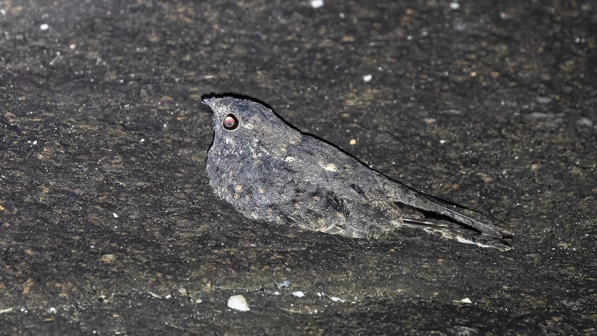 Freckled Nightjar - ML637189726