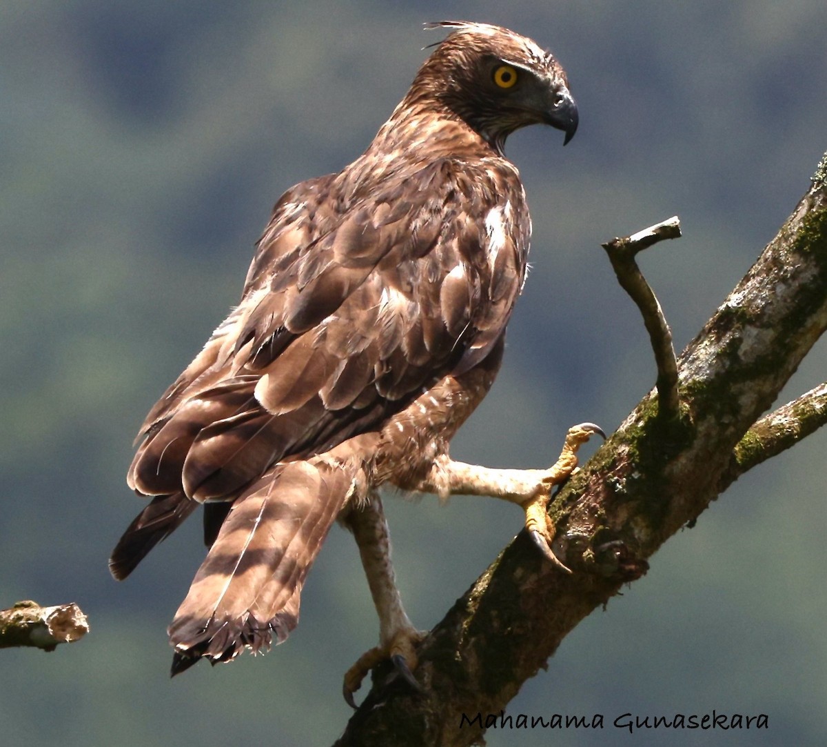 Legge's Hawk-Eagle - ML637189730
