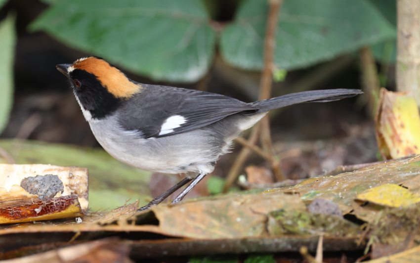 White-winged Brushfinch - ML637189731