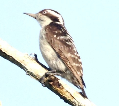 Brown-capped Pygmy Woodpecker - ML637189735
