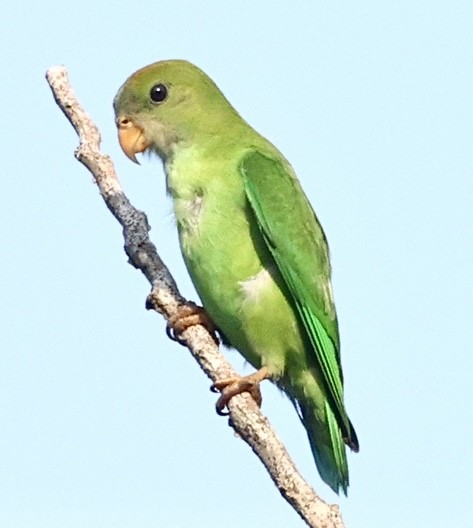 Sri Lanka Hanging-Parrot - ML637189743