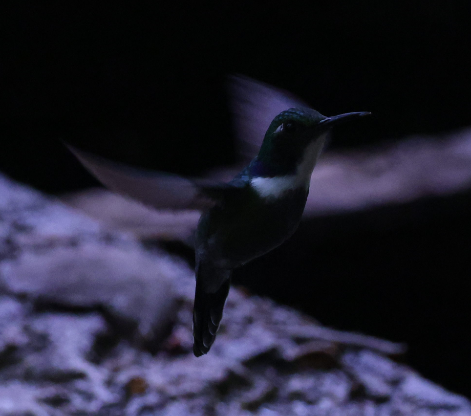 White-throated Daggerbill - ML637189747