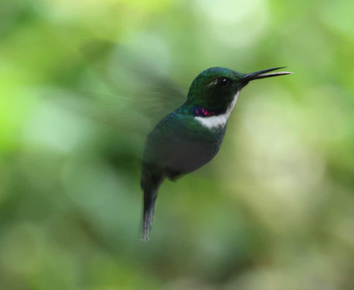 White-throated Daggerbill - ML637189748