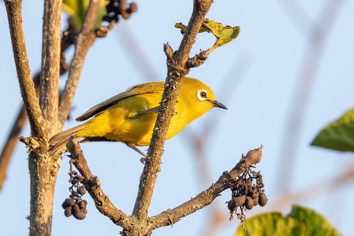 Green White-eye - ML637189762