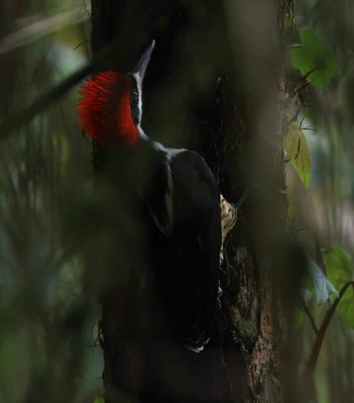 Powerful Woodpecker - ML637189800