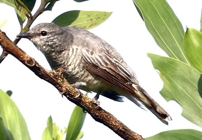 Black-headed Cuckooshrike - ML637189808