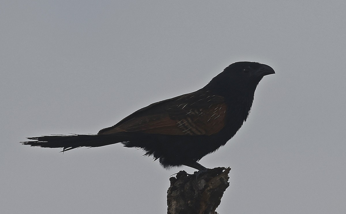 Black Coucal - ML637189828
