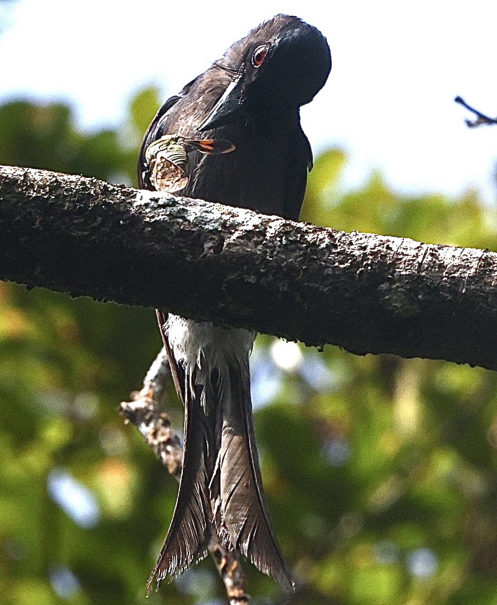 White-bellied Drongo - ML637189834