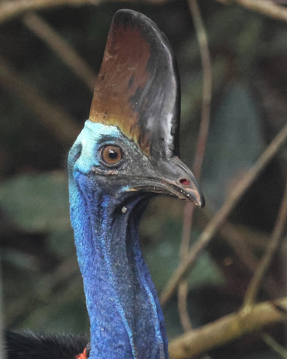 Southern Cassowary - ML637189847