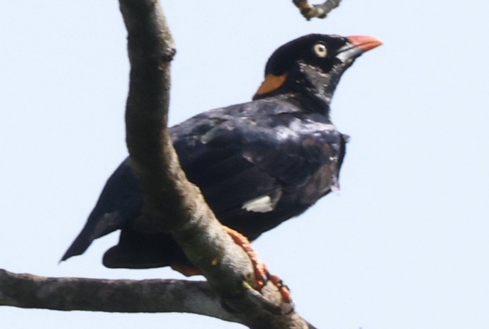 Sri Lanka Myna - ML637189857
