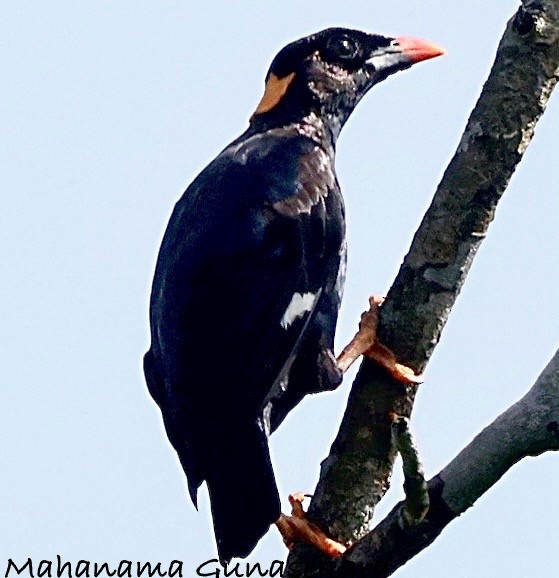 Sri Lanka Myna - ML637189858