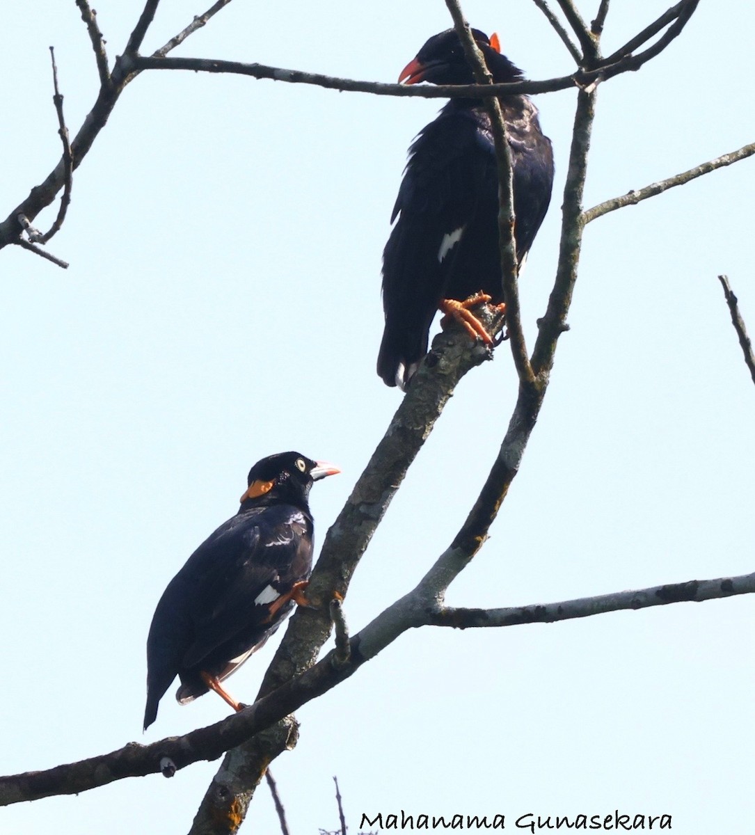 Sri Lanka Myna - ML637189859
