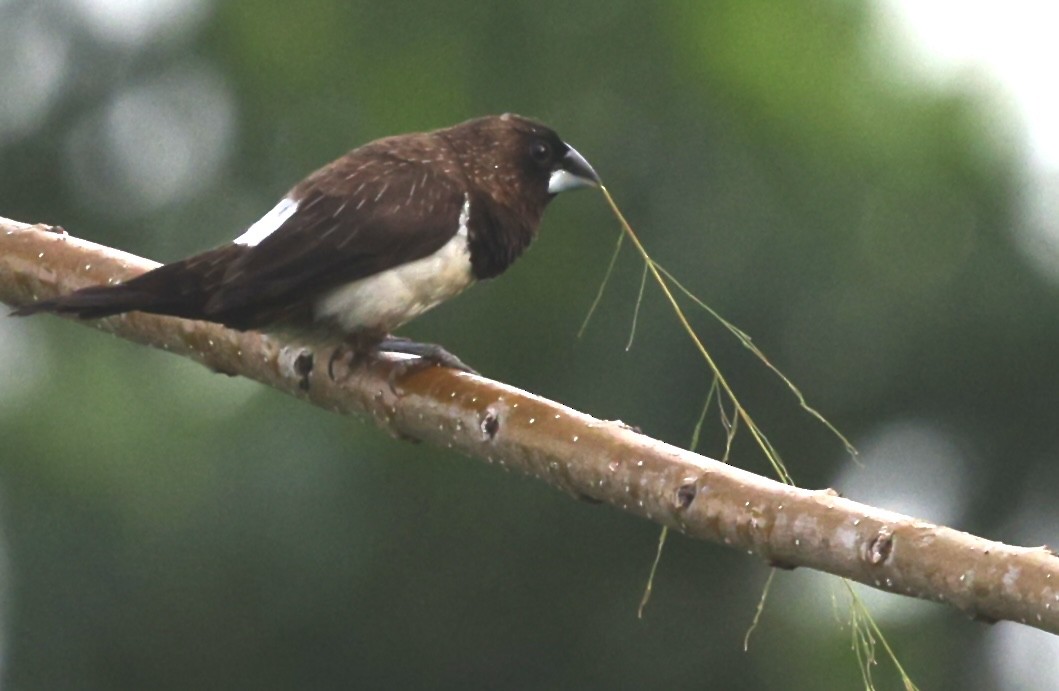 White-rumped Munia - ML637189877