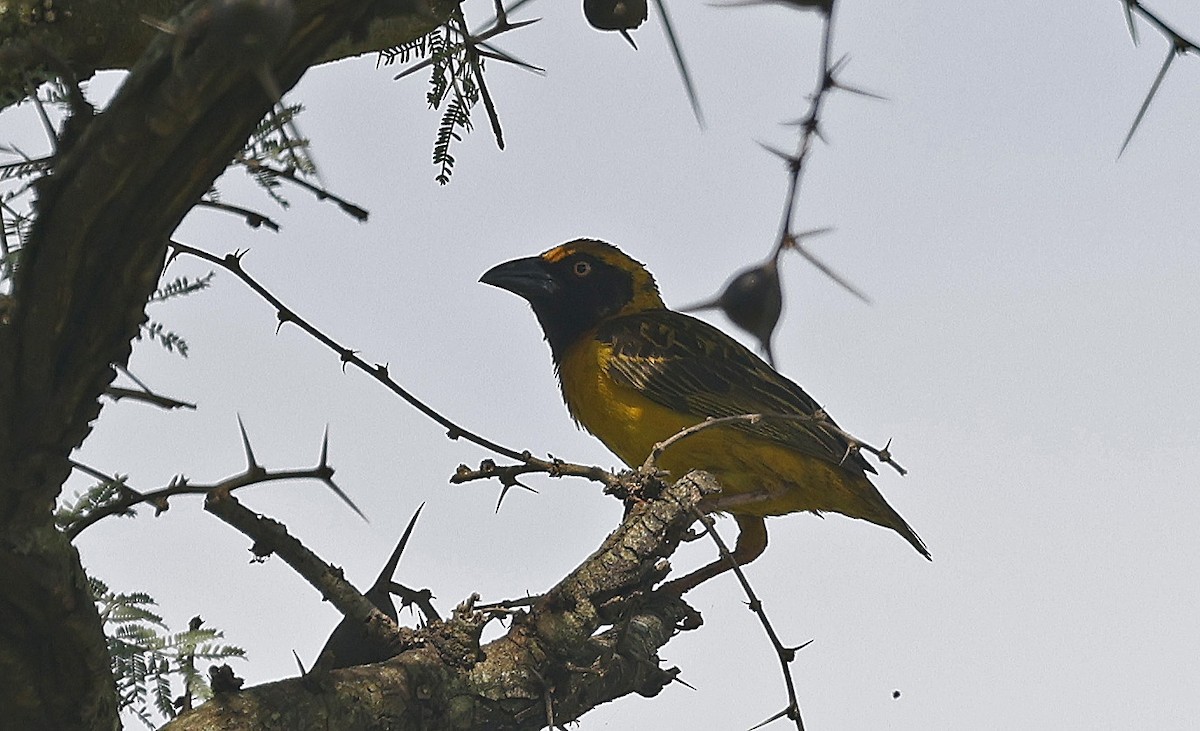 Fox's Weaver - ML637189879