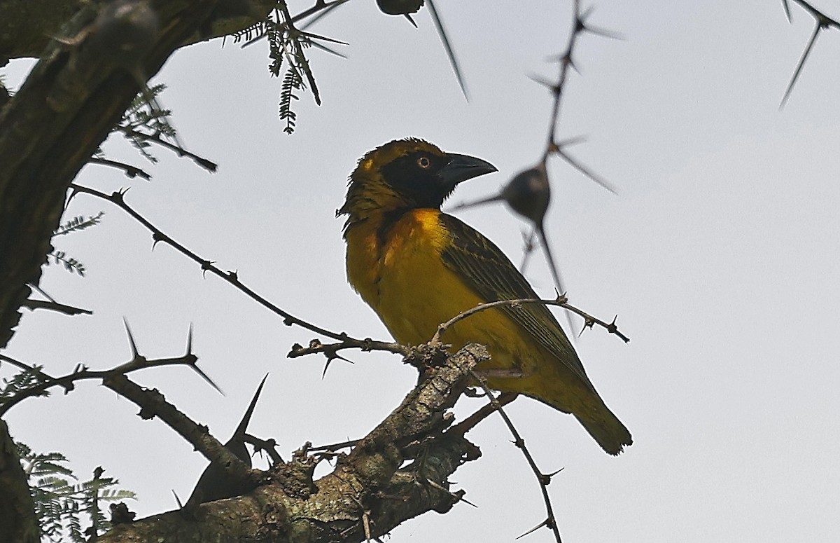 Fox's Weaver - ML637189884