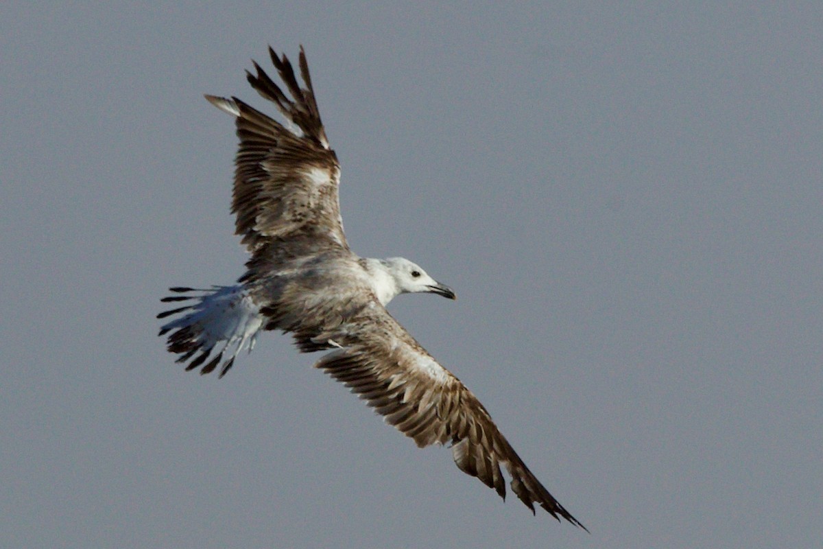 Caspian Gull - ML637189934