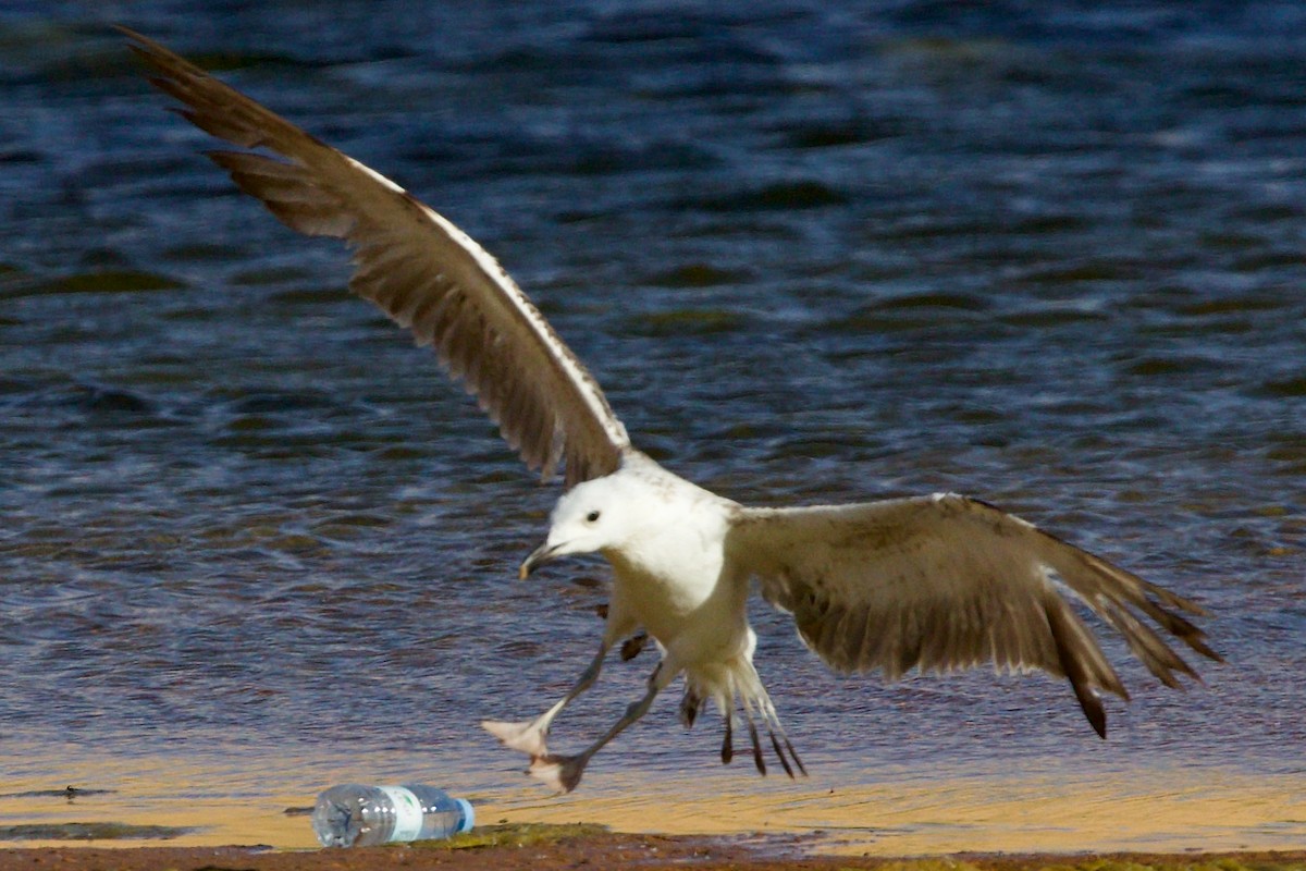 Caspian Gull - ML637189935