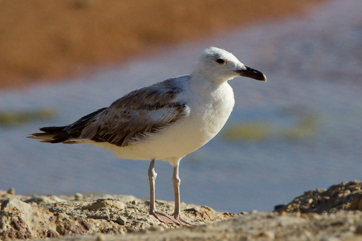 Caspian Gull - ML637189936