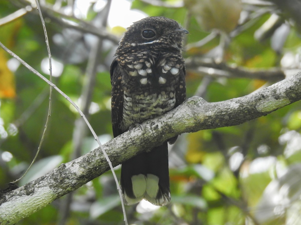 Bonaparte's Nightjar - ML637189976