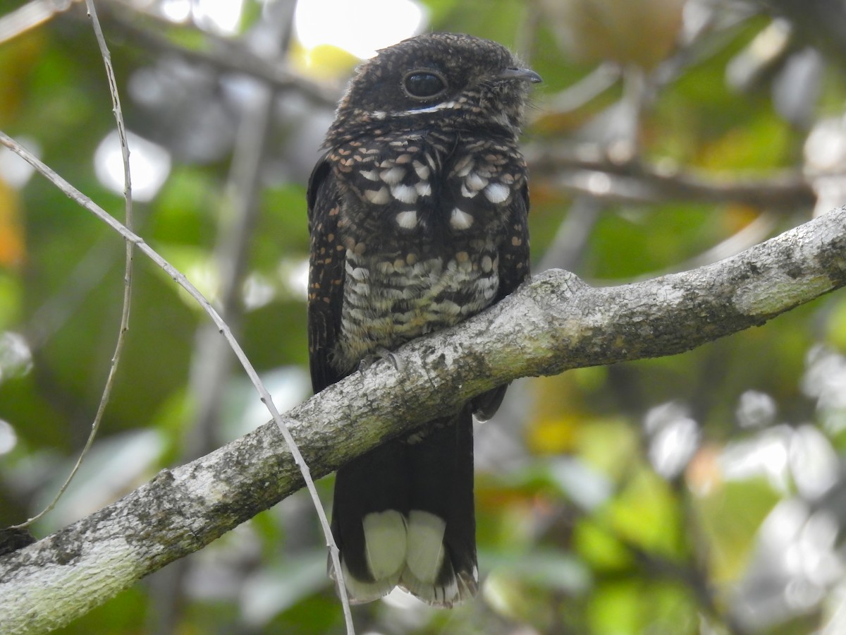 Bonaparte's Nightjar - ML637189977