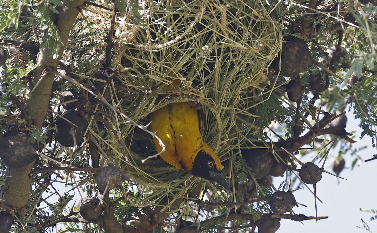 Fox's Weaver - ML637190001