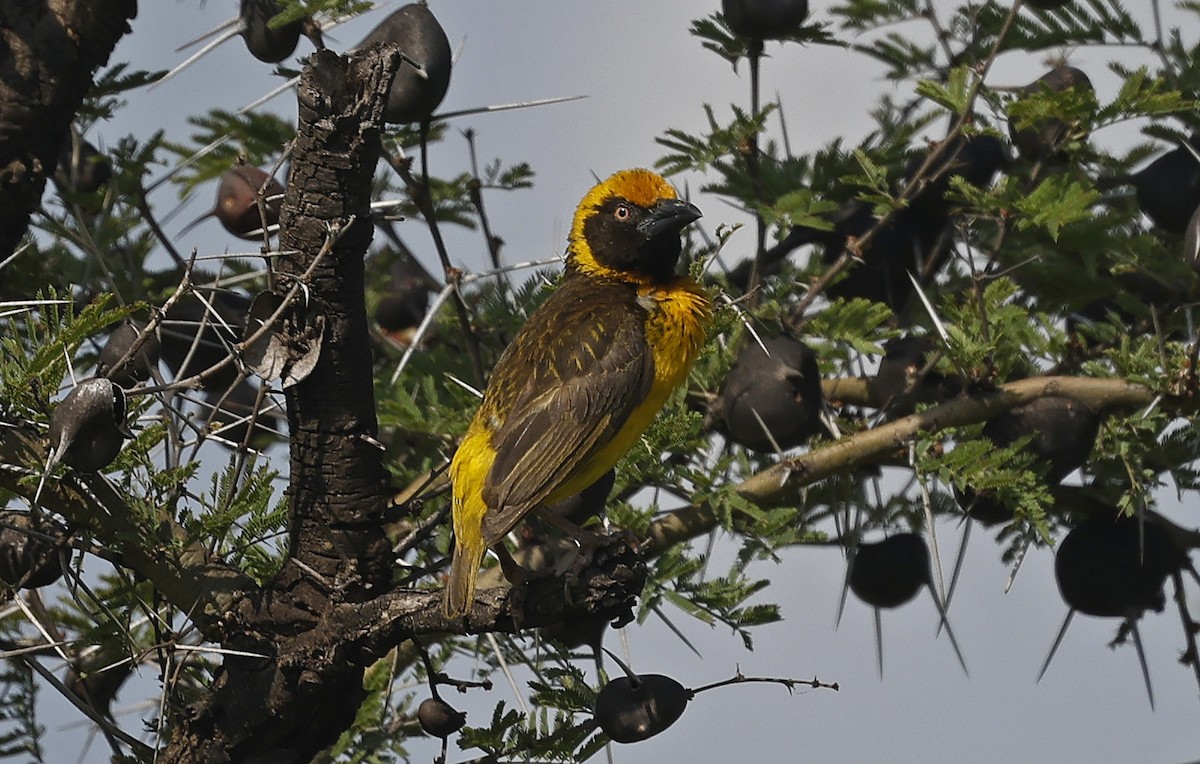 Fox's Weaver - ML637190002