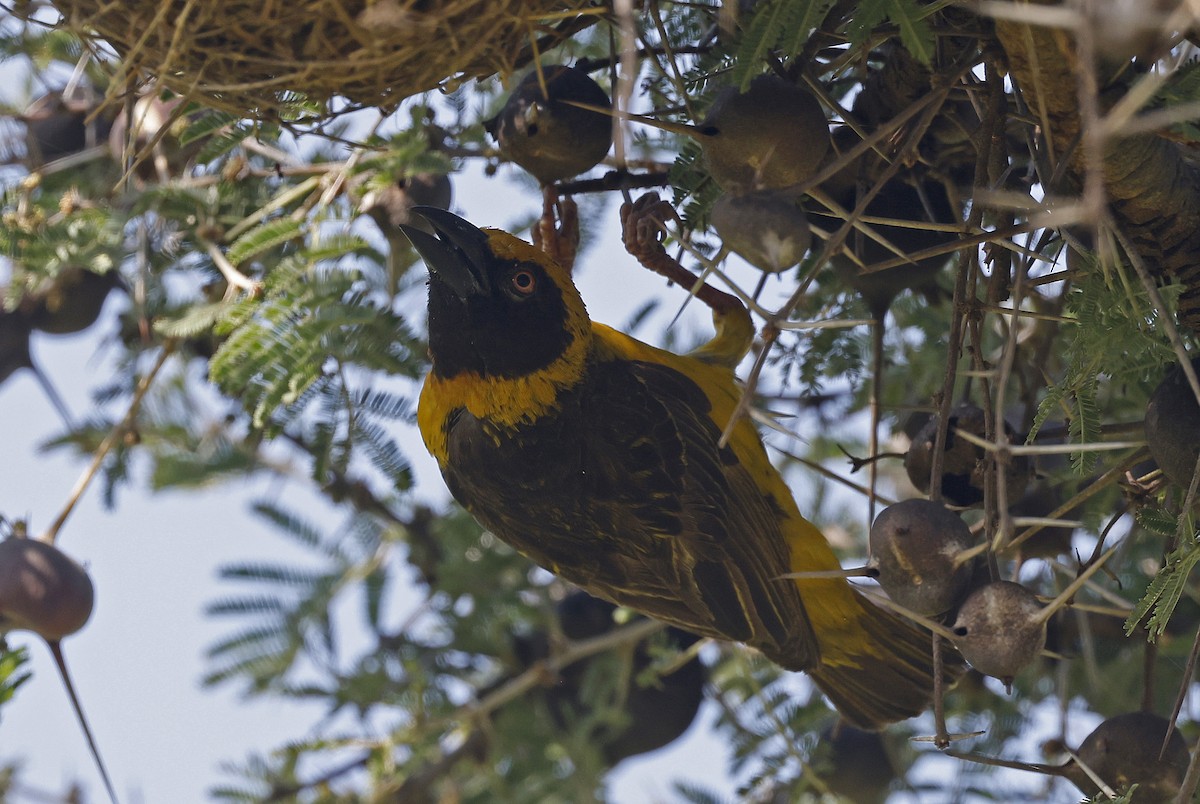 Fox's Weaver - ML637190003