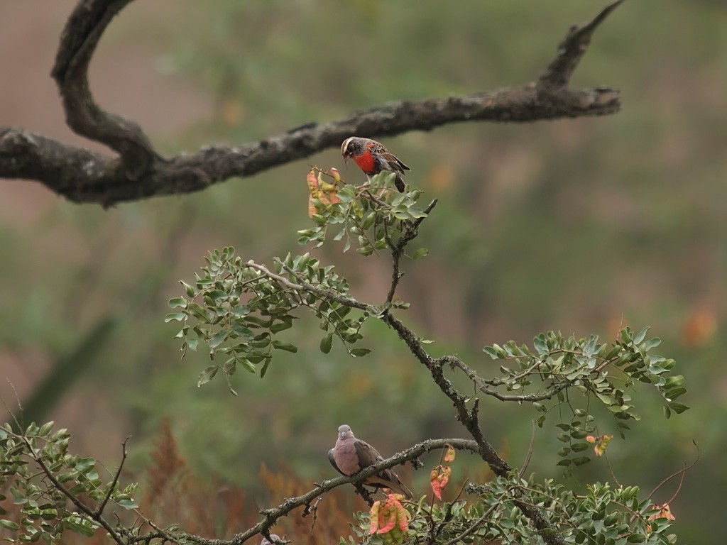 Peruvian Meadowlark - ML637190044