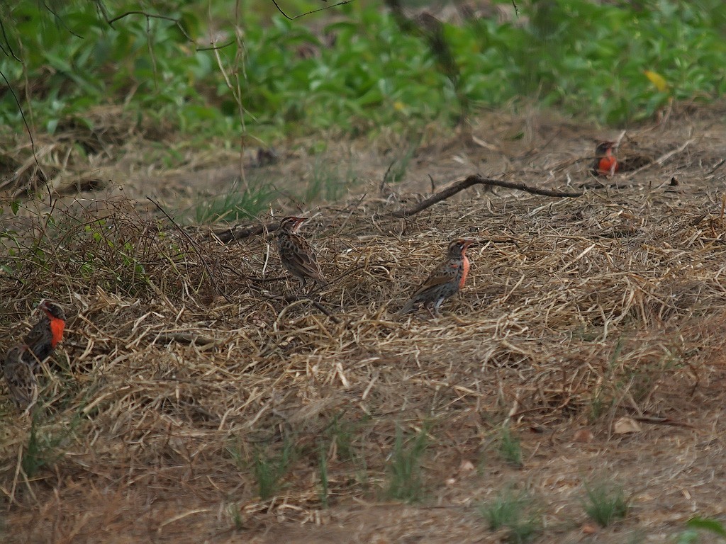 Peruvian Meadowlark - ML637190057