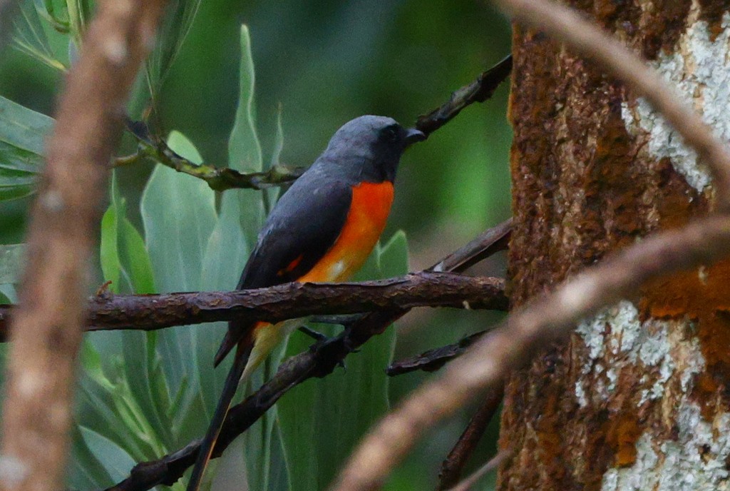 Small Minivet - ML637190125