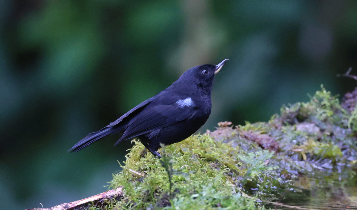 Glossy Flowerpiercer - ML637190152
