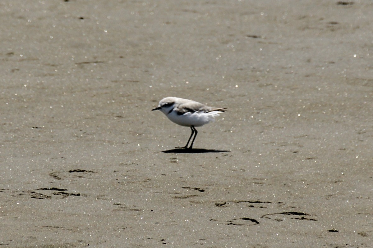Chestnut-banded Plover - ML637190167
