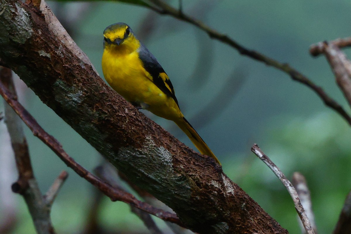Orange Minivet - ML637190203