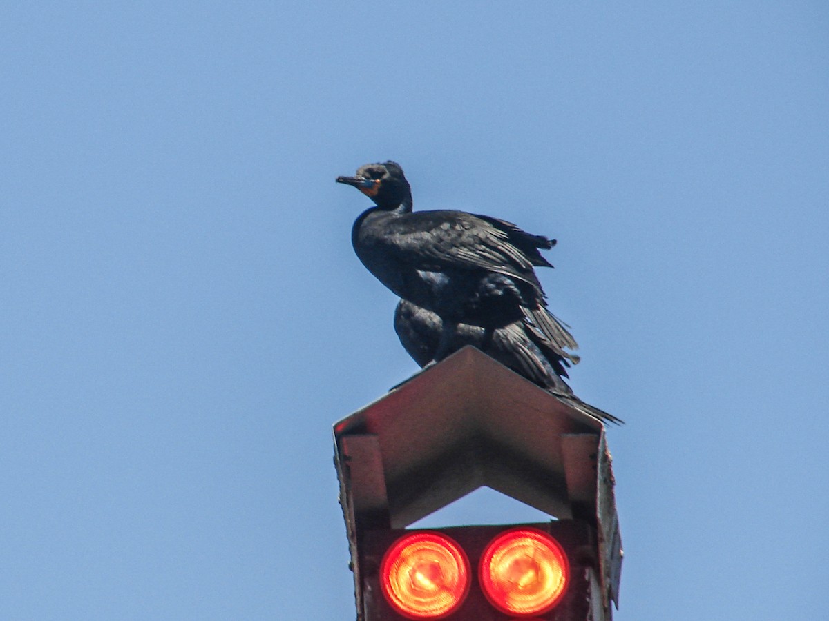 Cape Cormorant - ML637190244