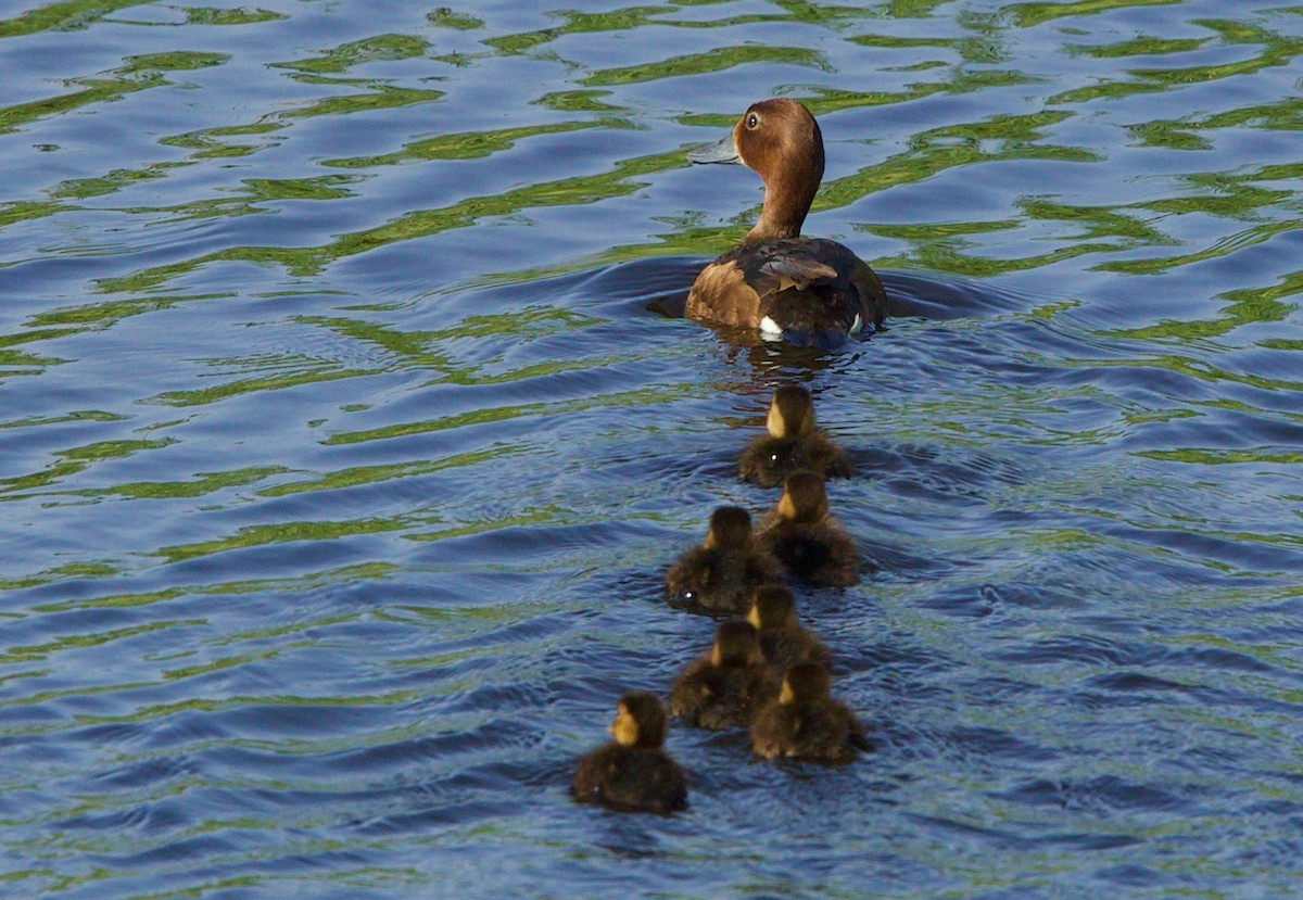 Ferruginous Duck - ML637190248