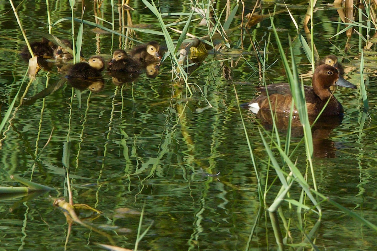 Ferruginous Duck - ML637190249