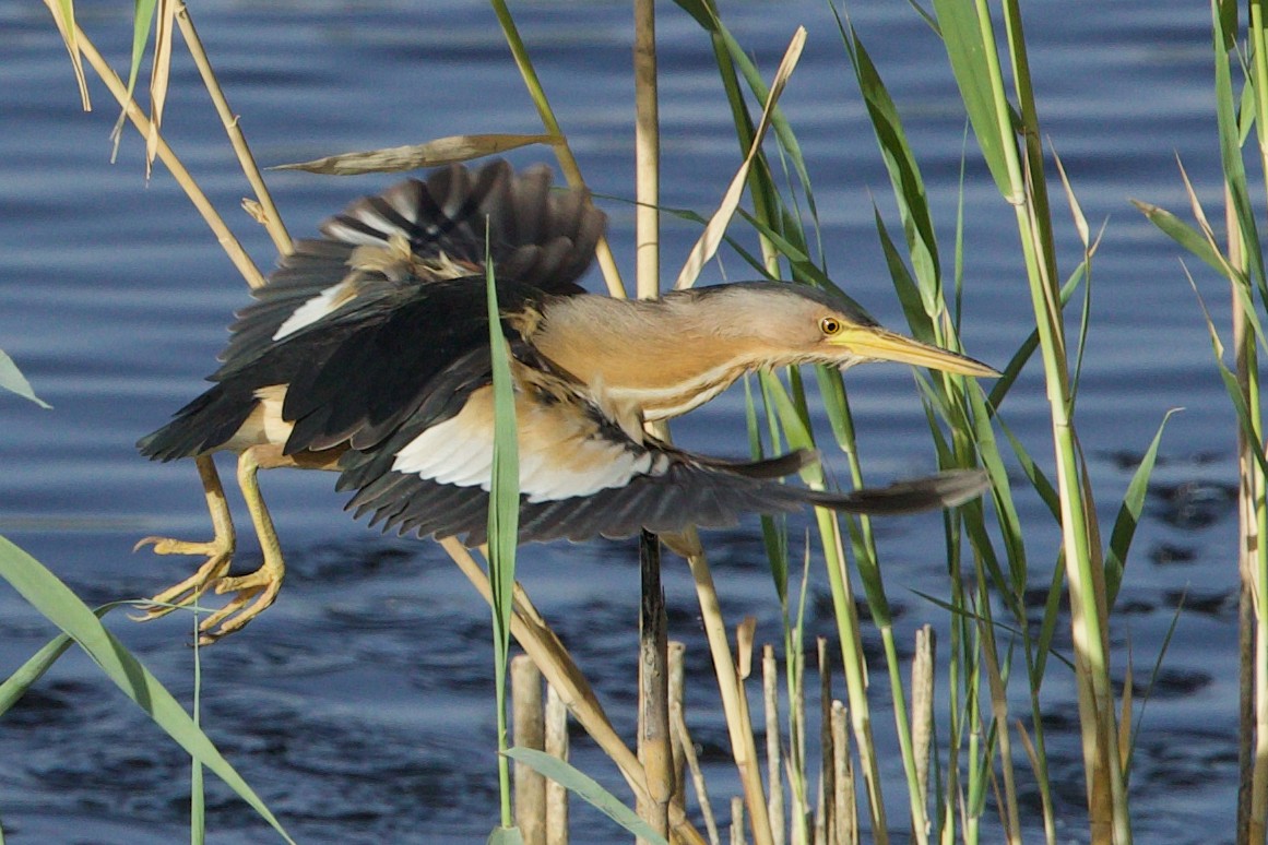 Little Bittern - ML637190253