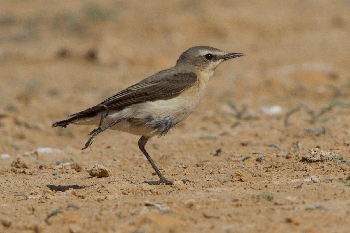 Northern Wheatear - ML637190254
