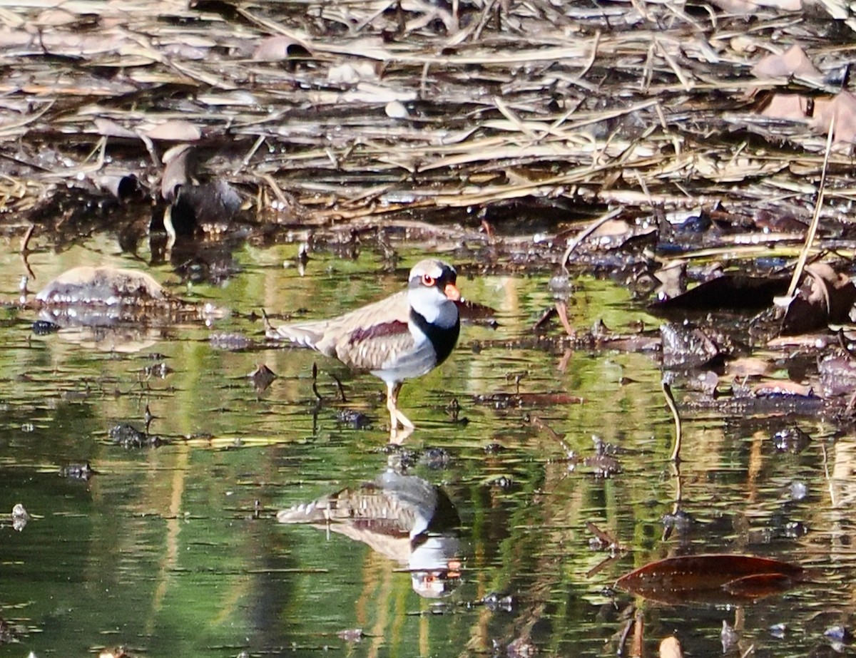 Black-fronted Dotterel - ML637190256