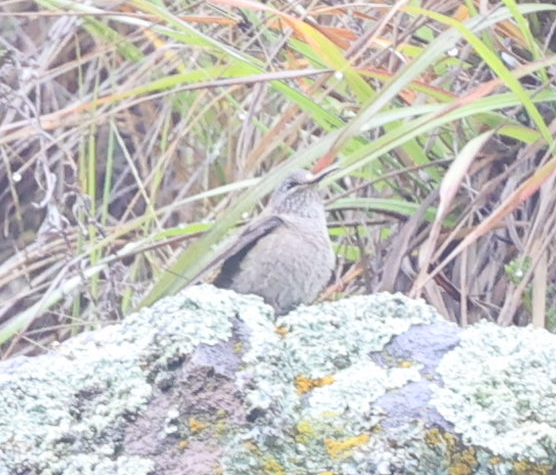 Ecuadorian Hillstar - ML637190320