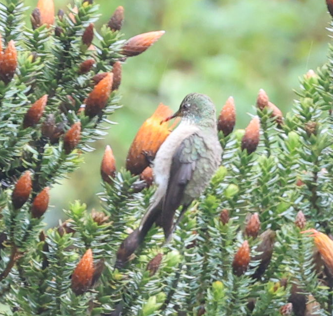 Ecuadorian Hillstar - ML637190330
