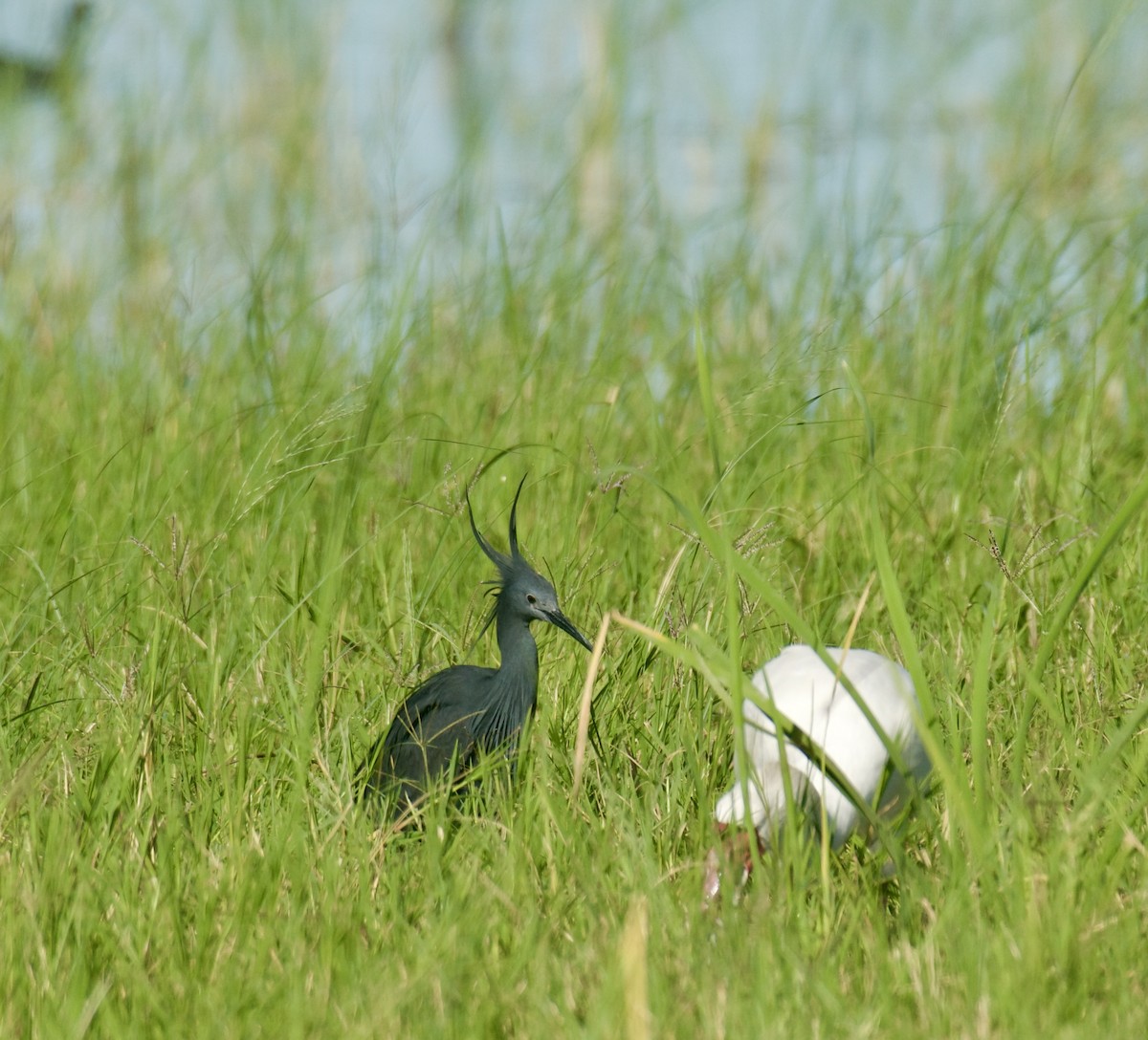 Black Heron - ML637190342