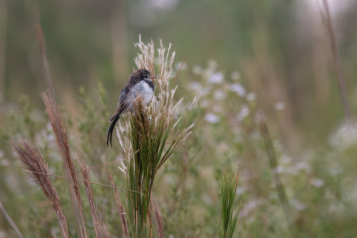 Strange-tailed Tyrant - ML637190345