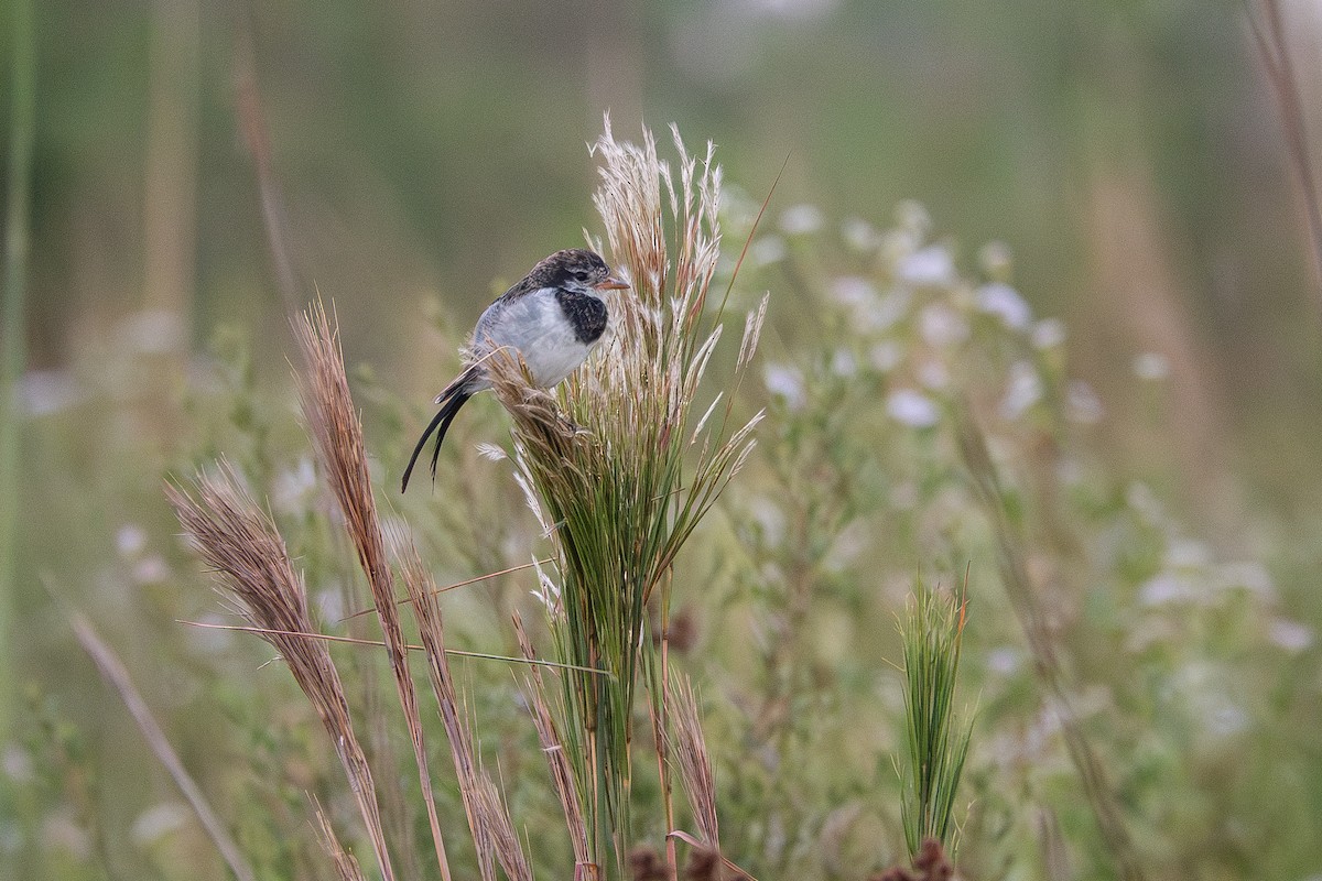Strange-tailed Tyrant - ML637190346