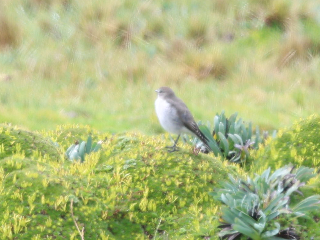 Plain-capped Ground-Tyrant - ML637190362